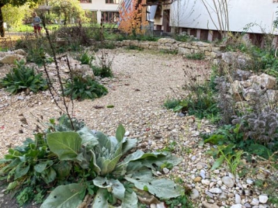 Wildpflanzen- und Kräutermarkt