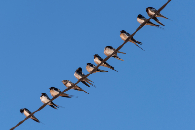 Richtung Süden - Vogelzugbeobachtung