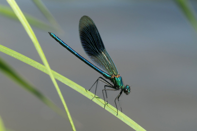 Libellen und ihre Lebensräume Teil 2 Exkursion