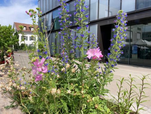 Wildstauden vor dem Gemeindehaus: Eine Möglichkeit, auch kleine Randflächen, Gartenecken oder Balkonkisten naturnah zu gestalten und zu bepflanzen.