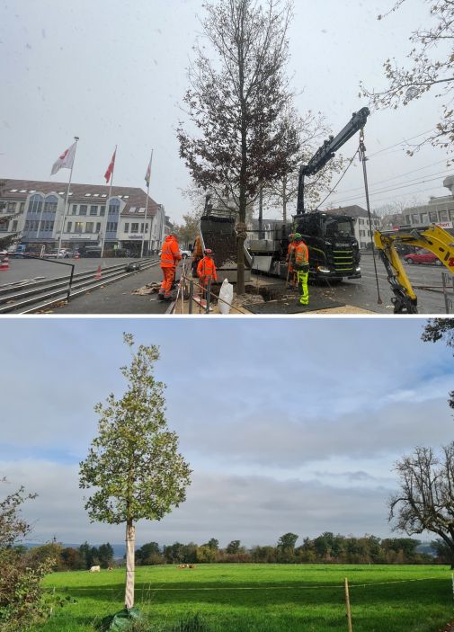 Oben die neue Einwohnerratseiche vor dem Gemeindehaus und unten die Flaumeiche auf dem Predigerhof - ein Geschenk des Gemeinderats. Foto: Gemeinde Reinach