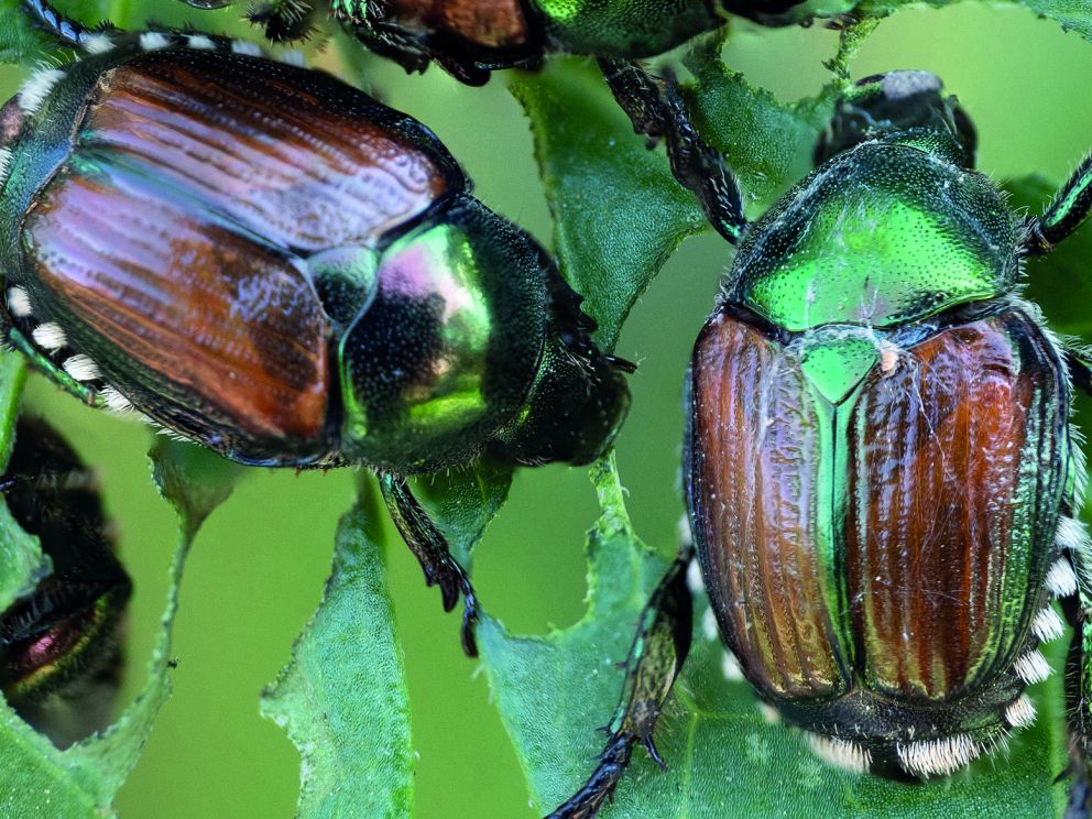 Flugzeit der Japankäfer hat begonnen – Allgemeinverfügung tritt in Kraft 