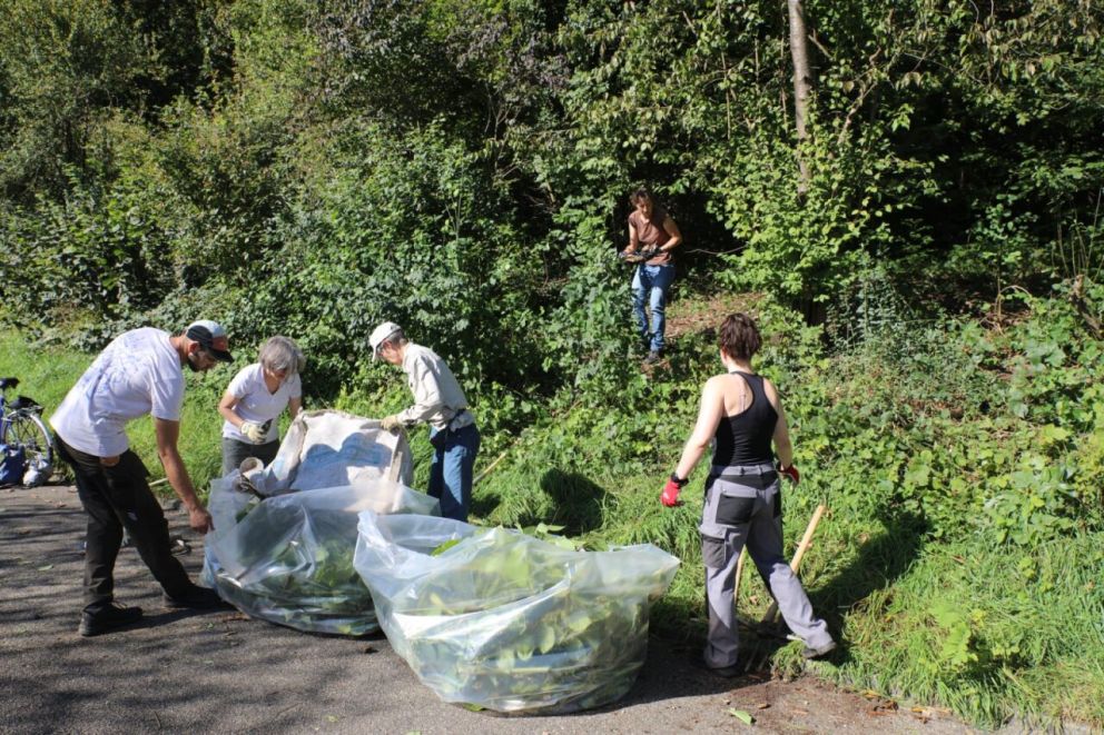 Start der Neophyten-Aktionen 2026